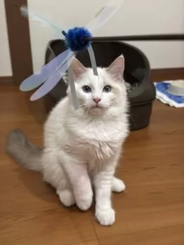 G.H 様のお迎えした子猫
