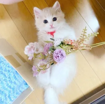 hiro201 様のお迎えした子猫