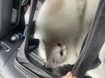 たんたんたん 様のお迎えした子猫