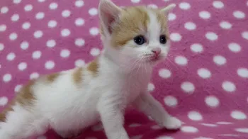 サミちゃん 様のお迎えした子猫