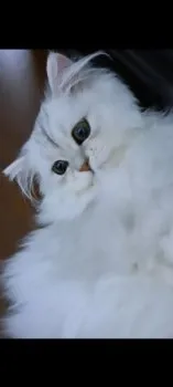 H.S 様のお迎えした子猫
