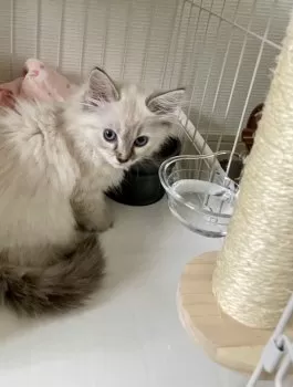 N.M 様のお迎えした子猫