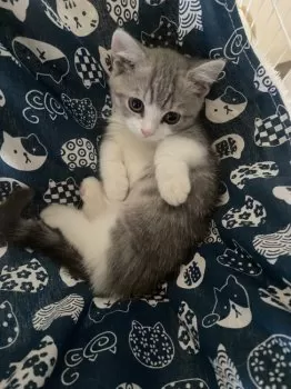 S.A 様のお迎えした子猫
