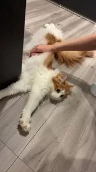 N.N 様のお迎えした子猫