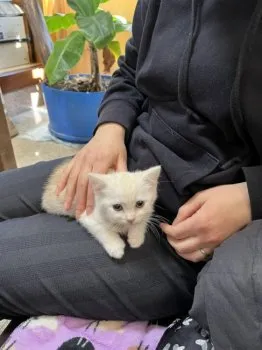 E.M 様のお迎えした子猫