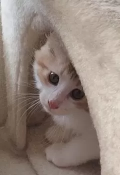 D 様のお迎えした子猫