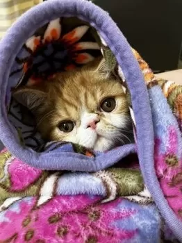 K.Ｉ 様のお迎えした子猫