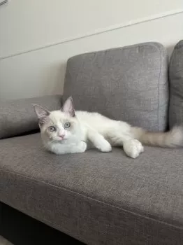 M.H 様のお迎えした子猫