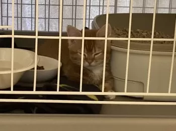 もず 様のお迎えした子猫