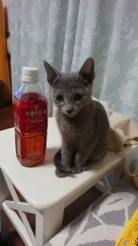 ミカサ 様のお迎えした子猫