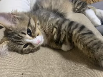 Y.S 様のお迎えした子猫