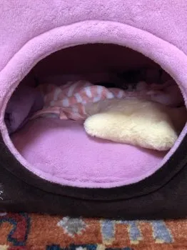 E.M 様のお迎えした子猫