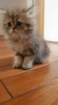 K-Family 様のお迎えした子猫