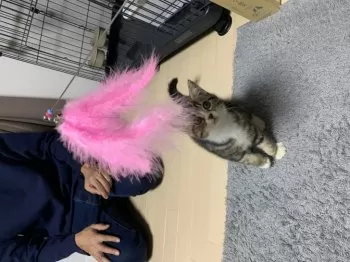 ますだ 様のお迎えした子猫