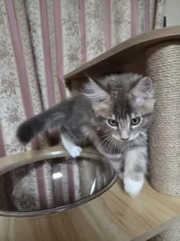 M.Y 様のお迎えした子猫