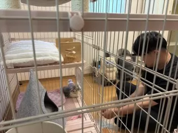 みかん 様のお迎えした子猫