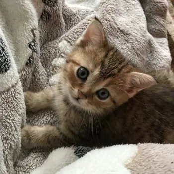 ヒグさん 様のお迎えした子猫