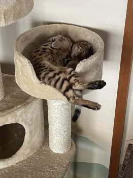 ごんたろう 様のお迎えした子猫