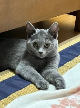 T.O 様のお迎えした子猫