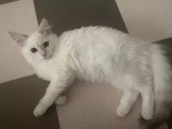K.U 様のお迎えした子猫