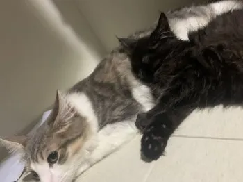 s + 様のお迎えした子猫