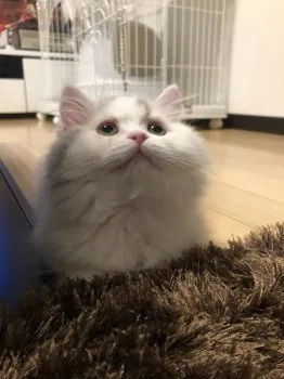 Luluパパ 様のお迎えした子猫