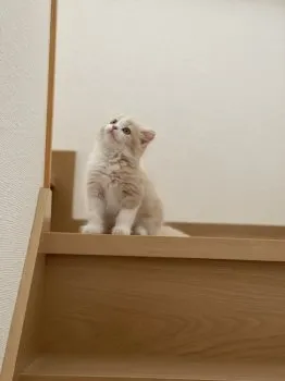 sola 様のお迎えした子猫