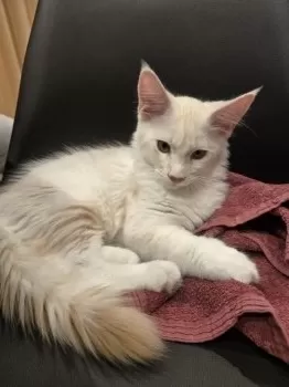 Y.I 様のお迎えした子猫