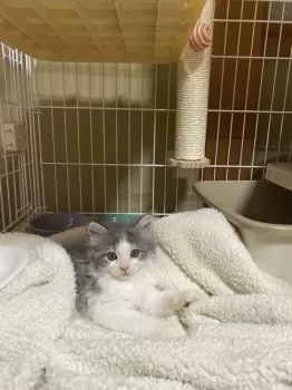 M.W 様のお迎えした子猫