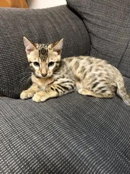 ぶんこ 様のお迎えした子猫