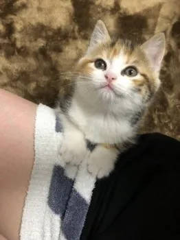 ゆき 様のお迎えした子猫