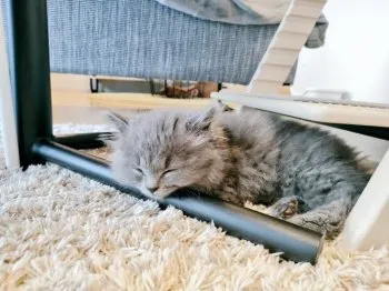 はるすけ 様のお迎えした子猫