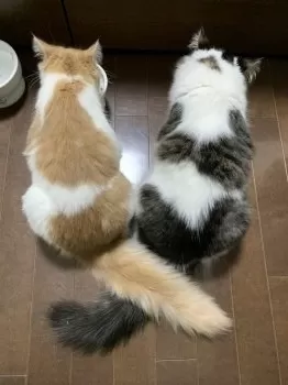 まる 様のお迎えした子猫