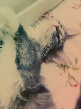 aki 様のお迎えした子猫