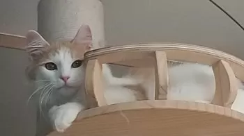 トラちゃん 様のお迎えした子猫