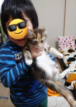 まいあ 様のお迎えした子猫