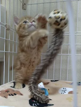 K.K 様のお迎えした子猫
