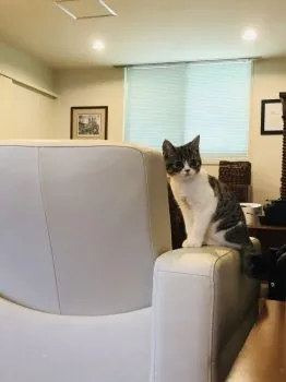 X5 様のお迎えした子猫
