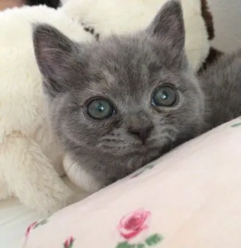 soleil 様のお迎えした子猫