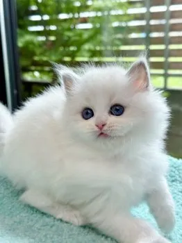 K.O 様のお迎えした子猫