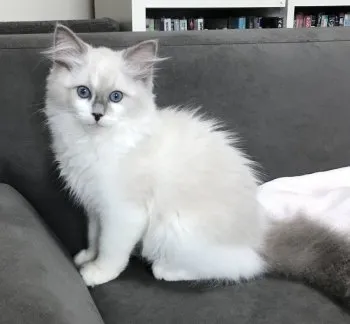 M.W 様のお迎えした子猫