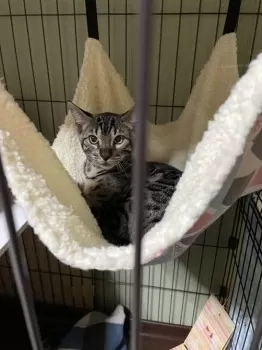 ナルシマ 様のお迎えした子猫