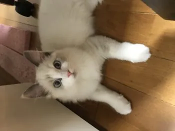 nekome 様のお迎えした子猫