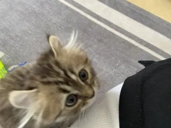 as 様のお迎えした子猫