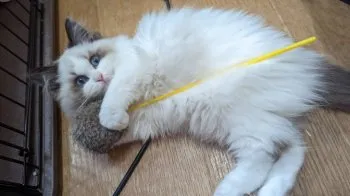 にゃんこ大好き 様のお迎えした子猫