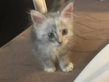 さき 様のお迎えした子猫