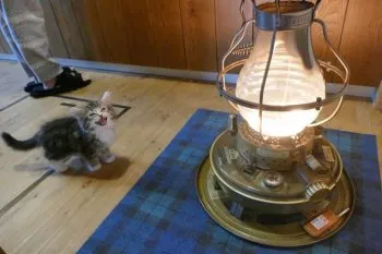 tap 様のお迎えした子猫