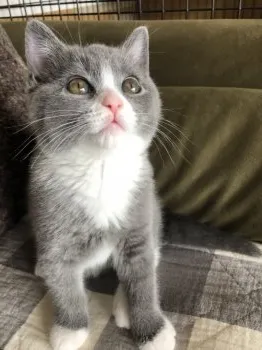 平川 節子 様のお迎えした子猫
