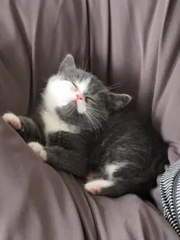 むぎパパ 様のお迎えした子猫