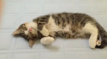 ラテ 様のお迎えした子猫
